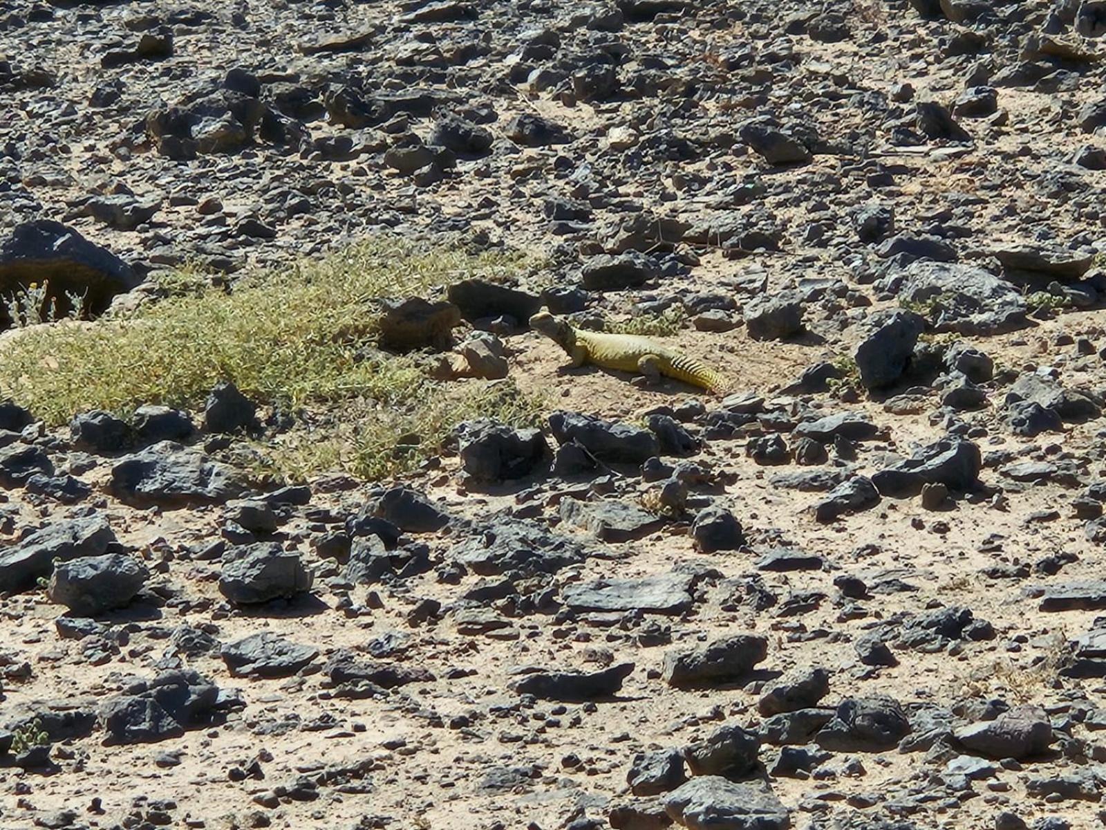 Bivouac Cote-Iriki Hotel Foum Zguid Bagian luar foto